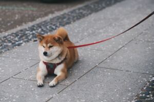 Shiba Inu Coin