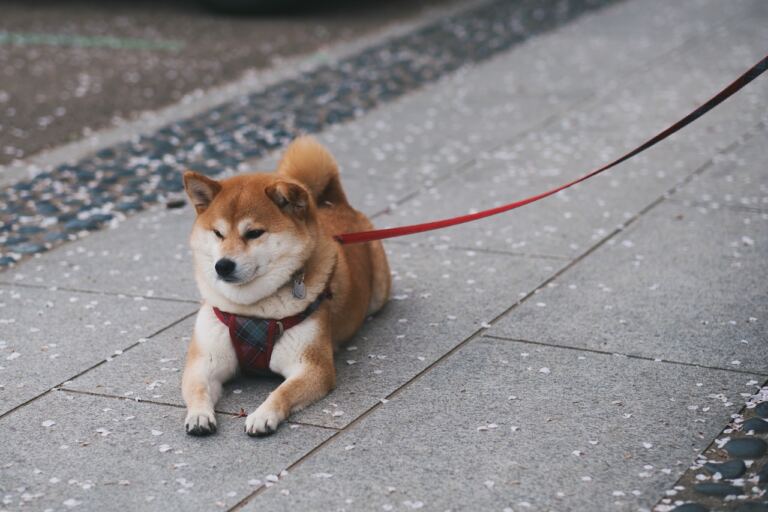 Shiba Inu Coin