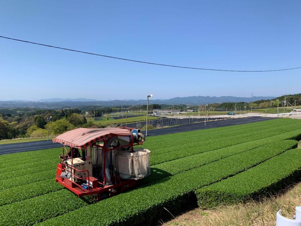 Tea field in Kagoshima