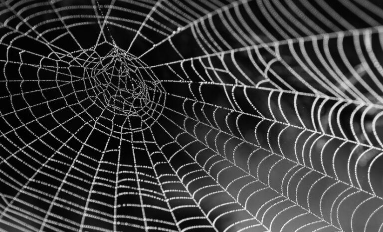 FBI Exposes Scattered Spider’s Alliance