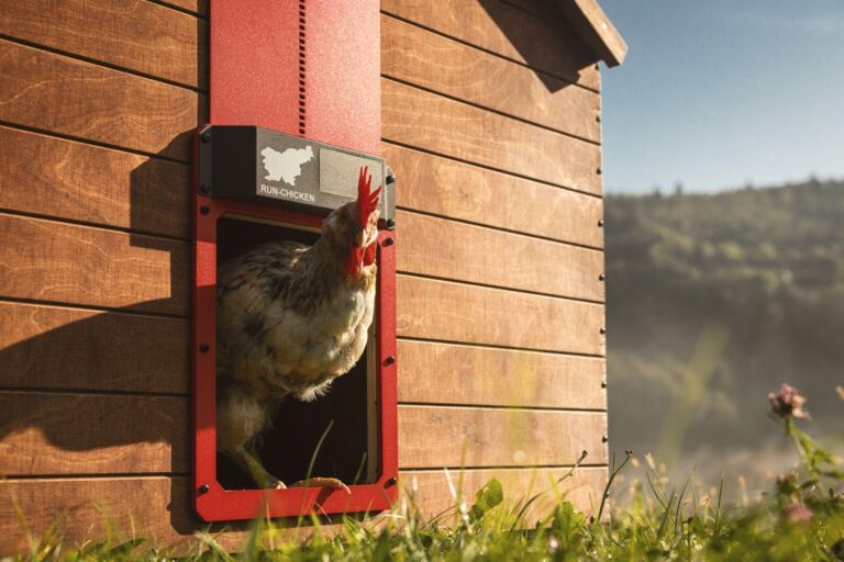 Everything You Need to Know About Run Chicken Inc.’s Automatic Chicken Coop Door