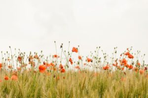 Are There Side Effects with Nicotine Pouches?