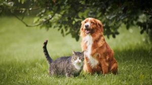 seresto-announces-new-innovations-in-pet-protection-with-long-lasting-flea-and-tick-collar