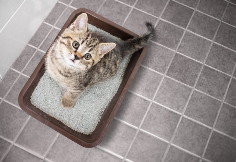 QSM Diagnostics Leads the Future of Petcare Diagnostics, Providing Convenience, Speed, and Accuracy