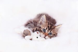 Cat Writers' Association Honors EveryCat Health Foundation, Fuels Breakthroughs in Feline Medicine