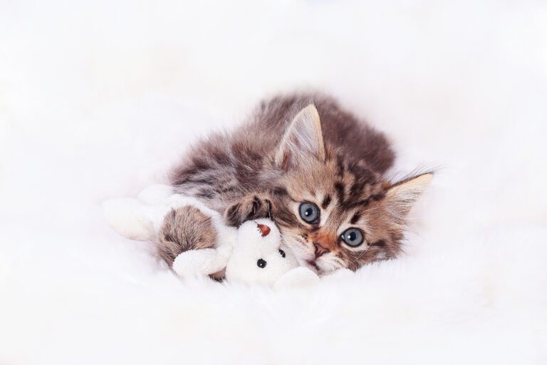 Cat Writers' Association Honors EveryCat Health Foundation, Fuels Breakthroughs in Feline Medicine