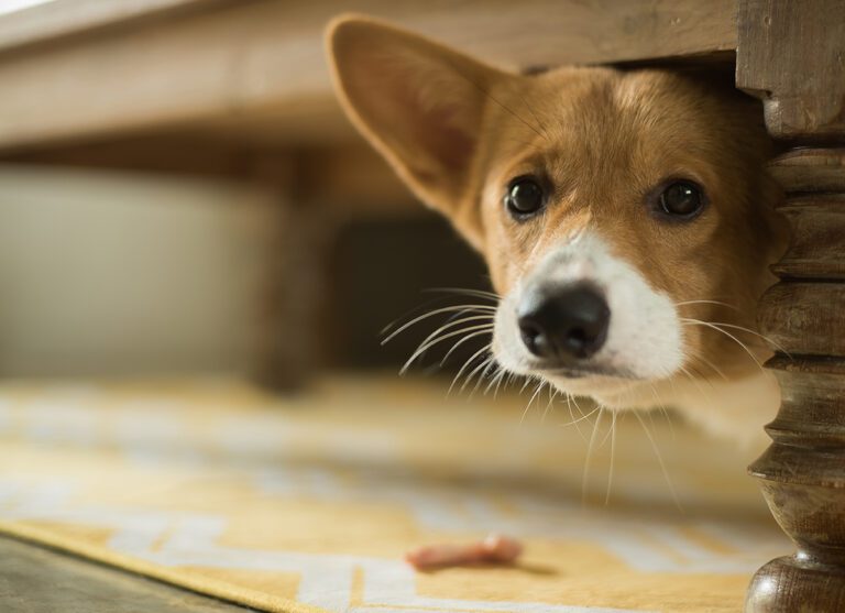 Emergency Preparedness Guide for Pet Families