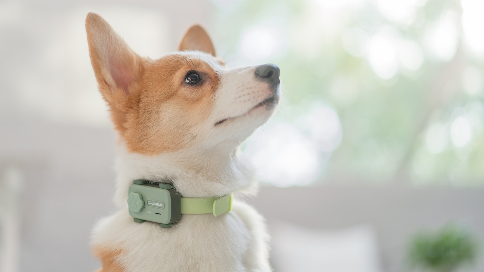 GlocalMe PetPhone C-Plus: CES 2026